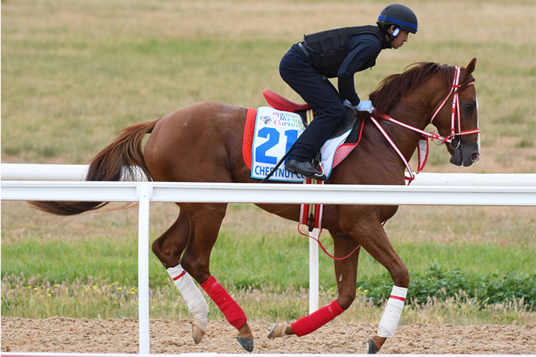 Japanese Stayers Ready For Cup Challenge Racing and Sports