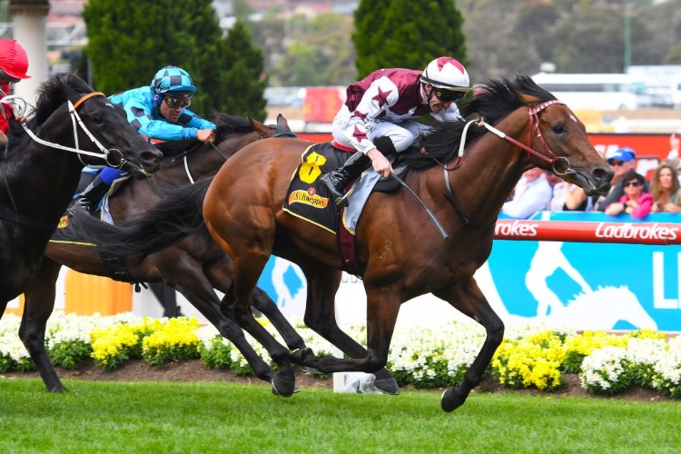 CLIFF'S EDGE winning the Schweppes Crystal Mile at Moonee Valley in Melbourne, Australia.