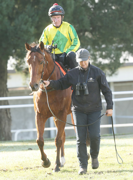 close Up who pleased trainer Shelley Hale with his effort at the Te Rapa trials