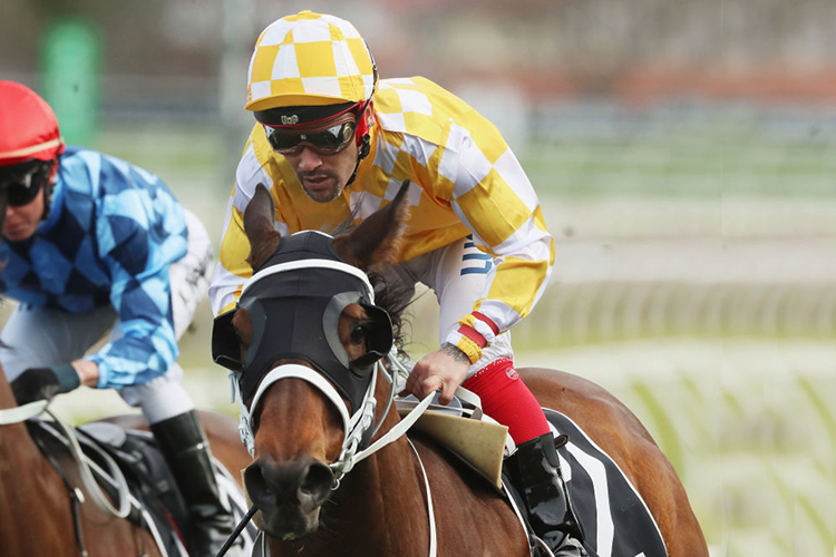 COMIN' THROUGH winning the Tramway Stakesduring Chelmsford Stakes Day Sydney Racing at Royal Randwick in Sydney, Australia. COMIN' THROUGH winning the Tramway Stakesduring Chelmsford Stakes Day Sydney Racing at Royal Randwick in Sydney, Australia.