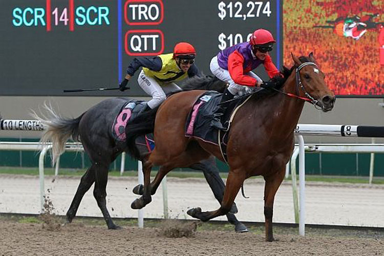 Constant Justice winning the KRANJI STAKES B