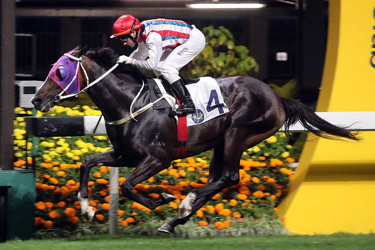Contribution winning the MOUNT BUTLER HANDICAP Contribution winning the MOUNT BUTLER HANDICAP