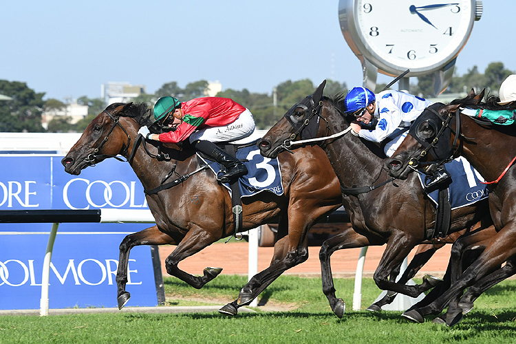 Daysee Doom winning the Coolmore Classic