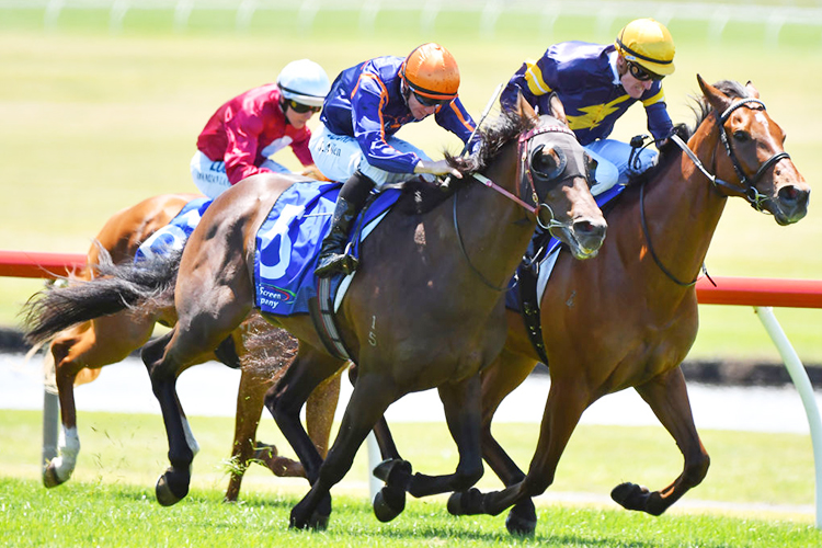 DECLARES WAR winning the Big Screen Company Mdn during Melbourne Racing at Sandown Lakeside in Melbourne, Australia. DECLARES WAR winning the Big Screen Company Mdn during Melbourne Racing at Sandown Lakeside in Melbourne, Australia.