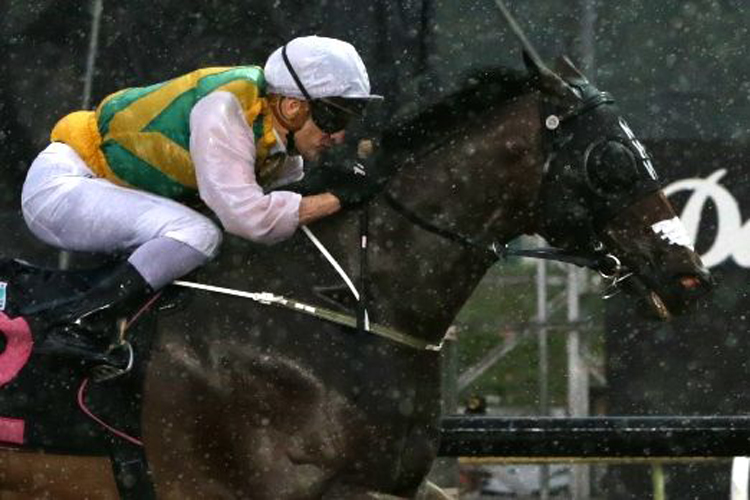 Distinctive Darci winning the KRANJI STAKES A Distinctive Darci winning the KRANJI STAKES A