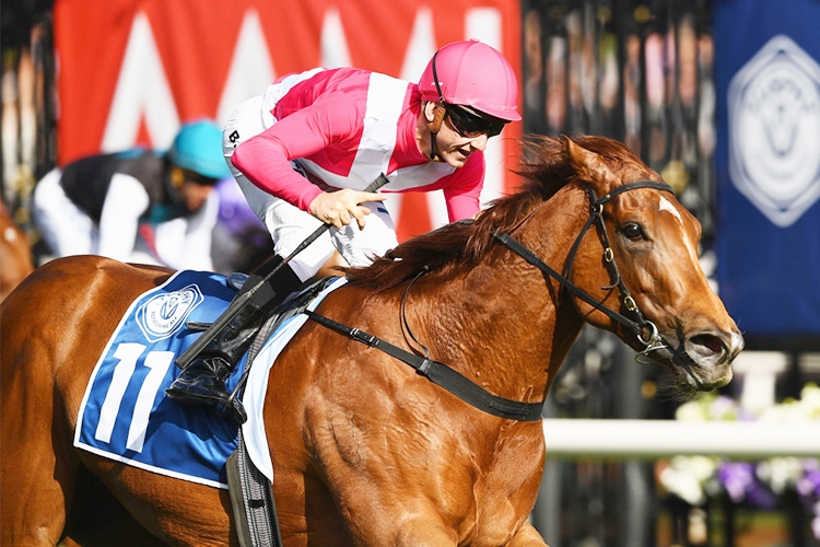 DIVINE QUALITY winning the Furphy Sprint during Derby Day at Flemington in Melbourne, Australia.