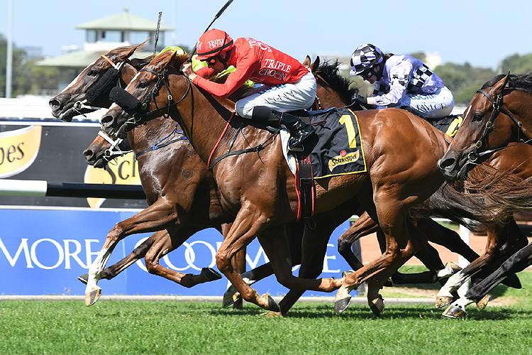 Dothraki winning the Schweppes Maurice McCarten