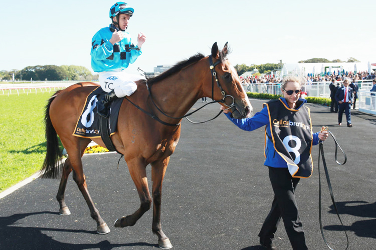DOUBT DEFYING returns to scale after winning the Cellarbrations Handicap during Sydney Racing at Royal Randwick in Sydney, Australia.