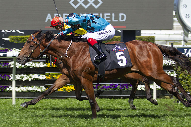 Dubious winning the Arrowfield Breeders' Plate Dubious winning the Arrowfield Breeders' Plate