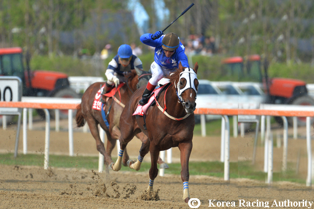ECTON BLADE winning the Class 1 Handicap in Busan, Korea.