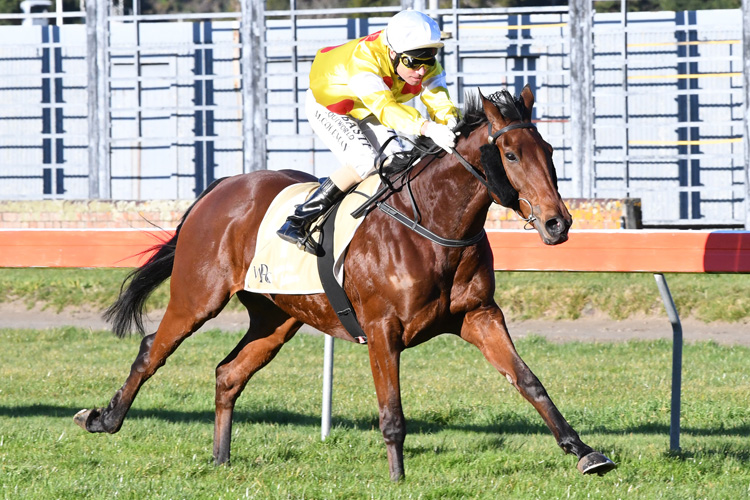 El Luchador winning the Blue Star Parliamentary Hcp