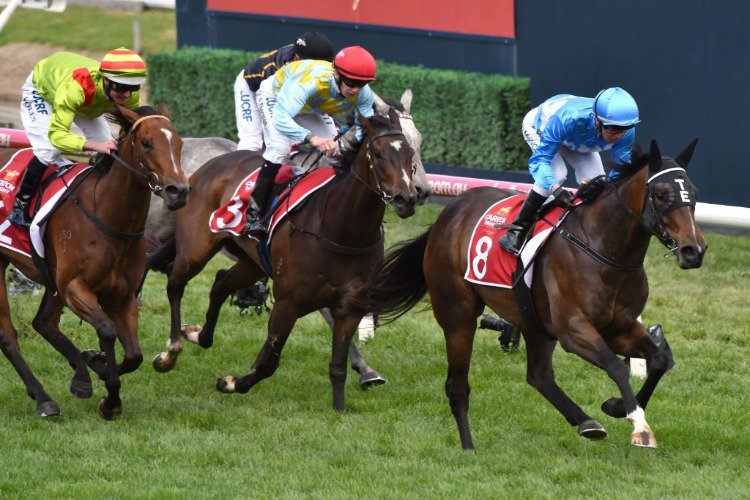 From Within winning the Carlton Draught Alinghi Stakes at Caulfield in Melbourne, Australia.