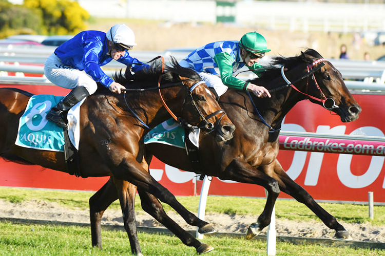 FURRION winning the Jukebox @AquisFarm Handicap during Melbourne Racing at Caulfield in Melbourne, Australia. FURRION winning the Jukebox @AquisFarm Handicap during Melbourne Racing at Caulfield in Melbourne, Australia.