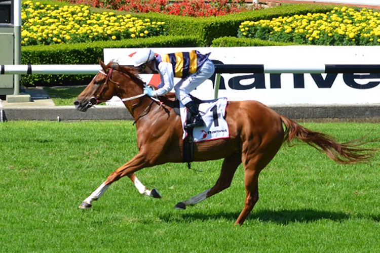 Gailo Chop winning the Ranvet Stakes Gailo Chop winning the Ranvet Stakes