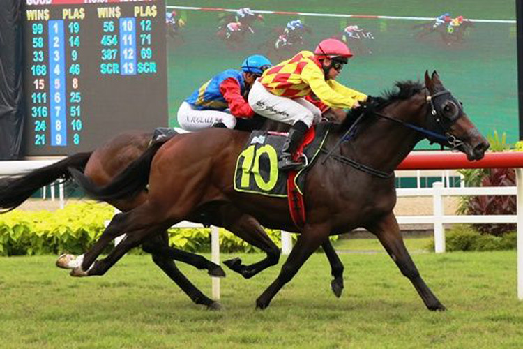 Gold Strike Thoroughbred Horse Profile - Next Race, Form, Stats, News,  Breeding