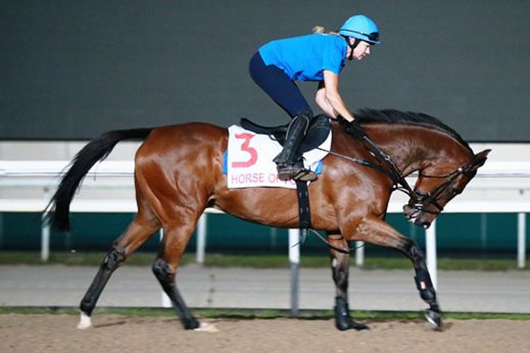 Horse Of Fortune (Beverly Millard) is put through his paces on the Polytrack.