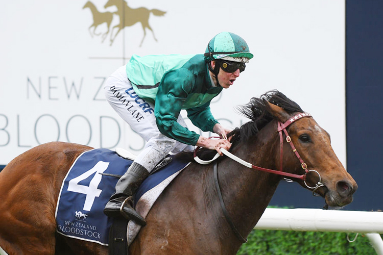 HUMIDOR winning the Memsie Stakes during Memsie Stakes Day Melbourne Racing at Caulfield in Melbourne, Australia.