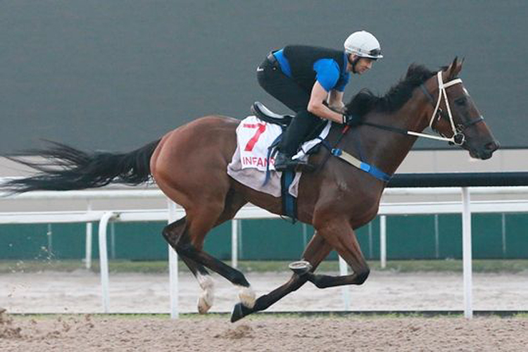 Infantry (Vlad Duric) looks in fine fettle at his track gallop on Tuesday morning.