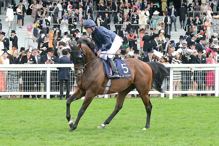 Intelligence Cross pre-race warming up for the Diamond Jubilee Stakes (Group 1) (British Champions Series)