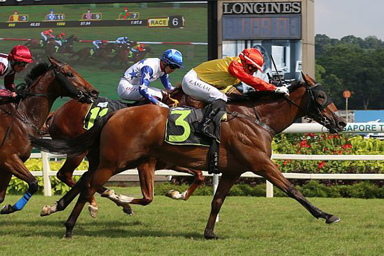 Ironside (Erasmus Aslam) at his first Singapore win in a Novice race in November.