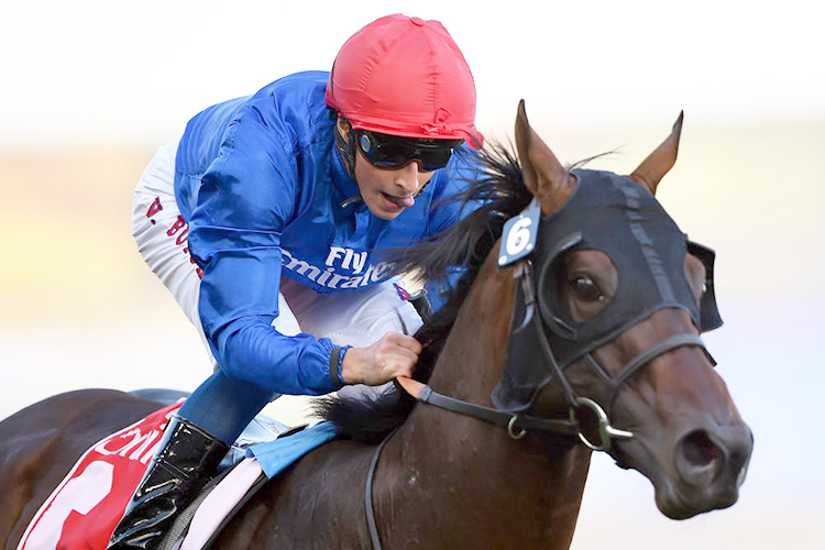 JUNGLE CAT winning the Nad Al Sheba Turf Sprint Sponsored By Arabian Adventures Race at Meydan in United Arab Emirates. JUNGLE CAT winning the Nad Al Sheba Turf Sprint Sponsored By Arabian Adventures Race at Meydan in United Arab Emirates.