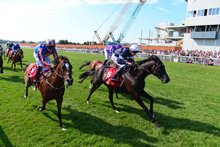 Latrobe winning the Dubai Duty Free Irish Derby (Group 1) Latrobe winning the Dubai Duty Free Irish Derby (Group 1)