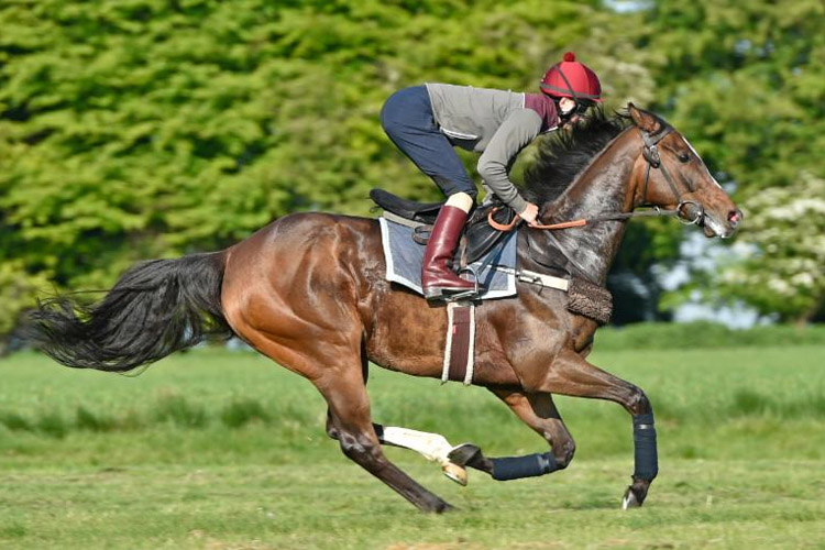 Limato & Harry Bentley Limato & Harry Bentley