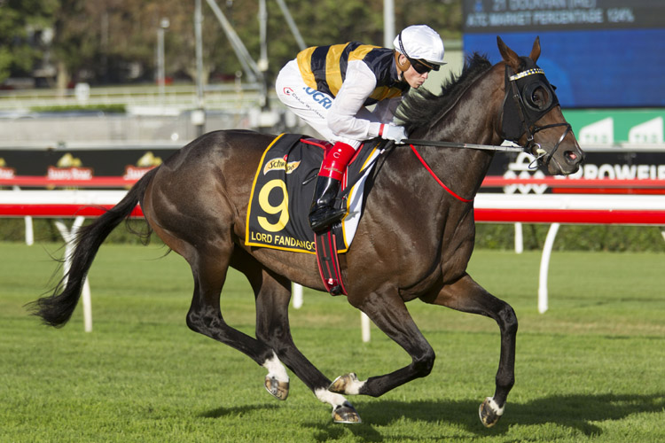 Lord Fandango running in the Sydney Cup Lord Fandango running in the Sydney Cup