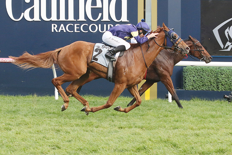 Mahamedeis winning the Spendthrift Aust. 3yo Sires