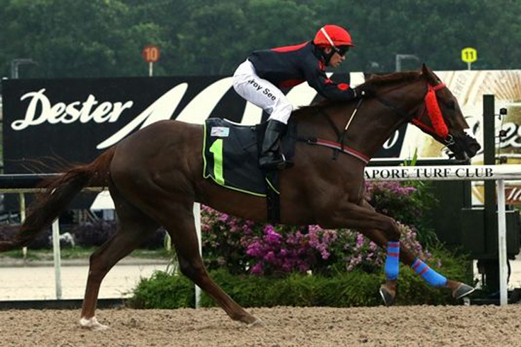 Maximus winning the KRANJI STAKES B Maximus winning the KRANJI STAKES B
