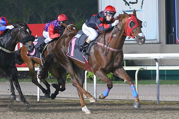Maximus winning the TRUDEAU 2013 STAKES KRANJI STAKES A
