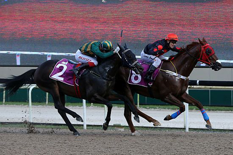Maximus winning the COLONIAL CHIEF STAKES