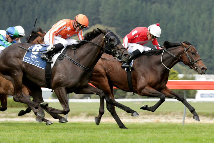 Montoya Star winning the Wentwood Grange Cuddle Stakes