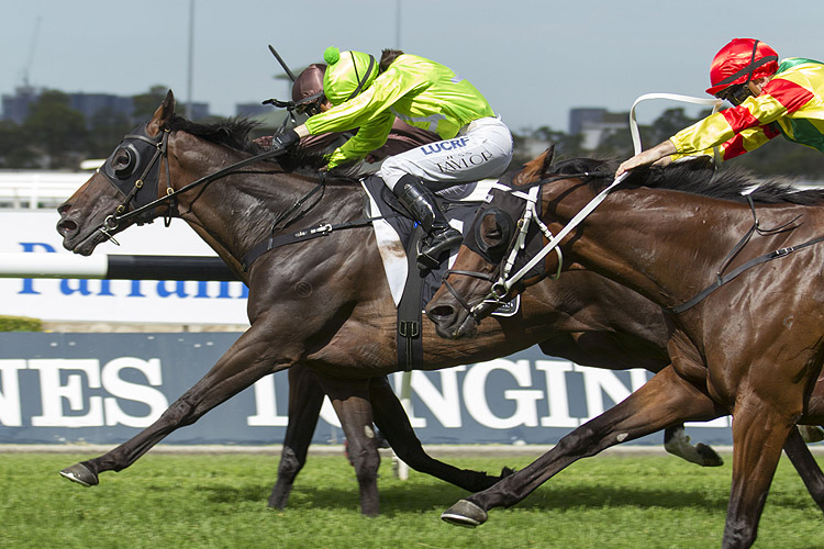 More Energy winning the Parramatta Advertiser Cup