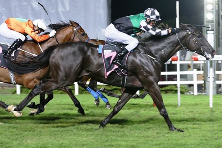 Mr Exchequer lunges on the line to deny Sahara Eagle (Vlad Duric, obscured) of victory.