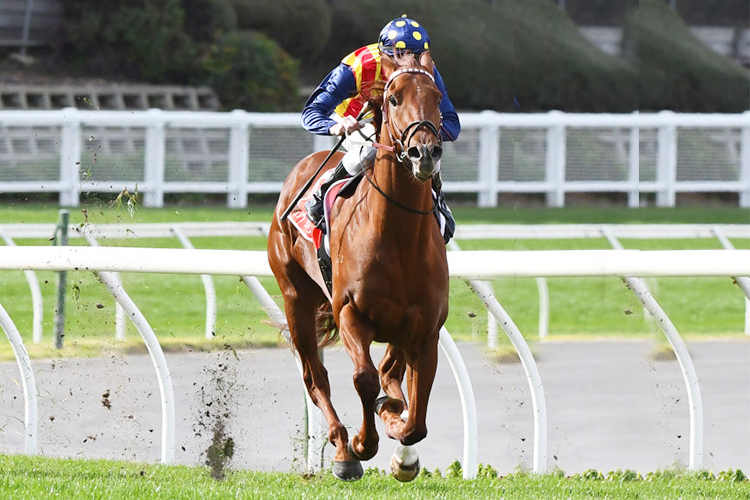 NATURE STRIP winning the McEwen Stakes during Melbourne Racing at Moonee Valley in Melbourne, Australia.