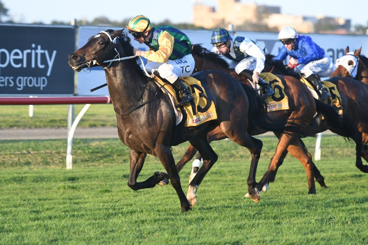 New Tipperary winning the Australian B'stock Cameron Hcp New Tipperary winning the Australian B'stock Cameron Hcp