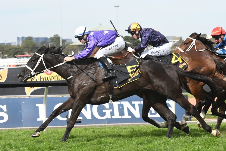 NOIRE winning the Schweppes Shannon Stakes
