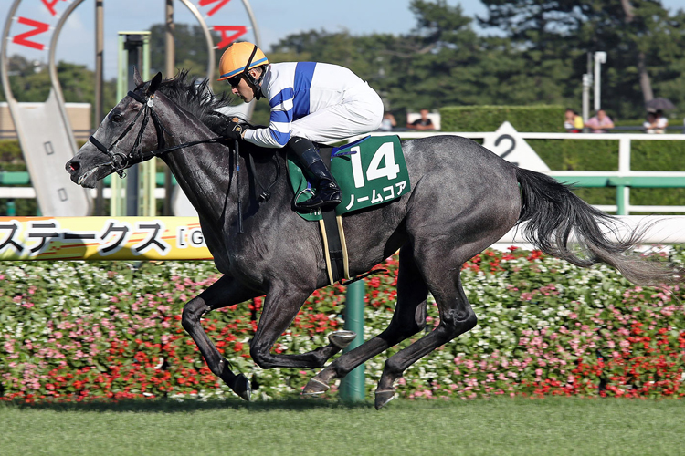 NORMCORE winning the Shion Stakes in Nakayama, Japan.