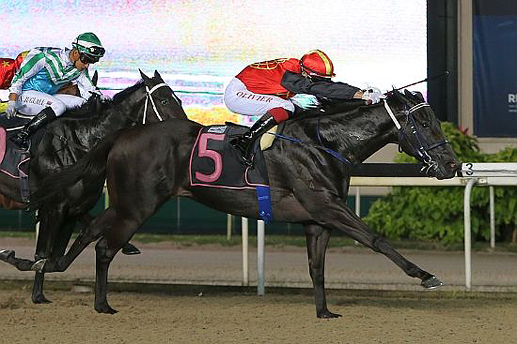 Nowyousee winning the BORN TO FLY 2014 STAKES KRANJI STAKES A