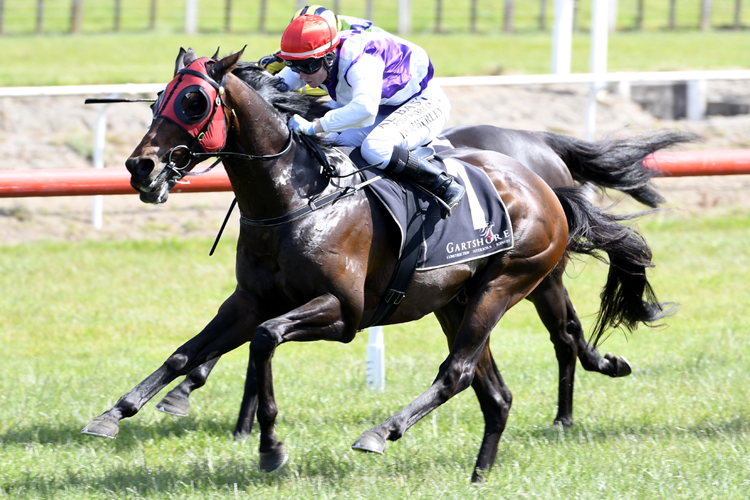 Ocean Emperor winning the Gartshore Tauranga Stakes