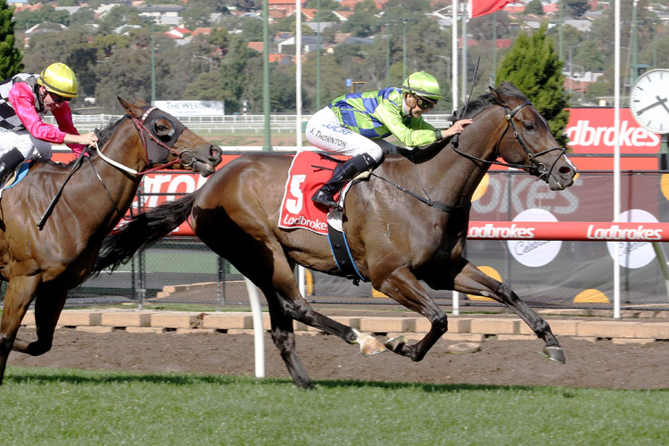 Our Luca winning the Independent Turf Services Hcp