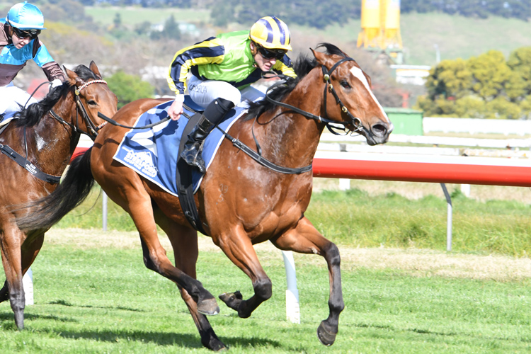 Peaceful winning the The O'Learys Fillies Stakes