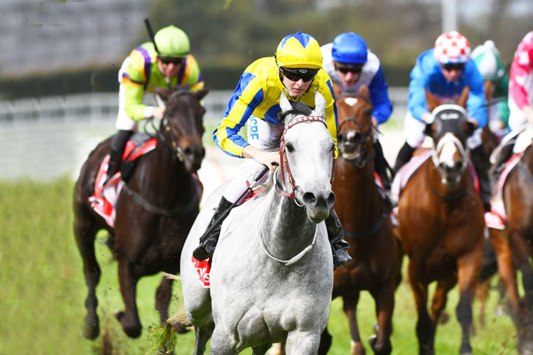 PLATINUM ANGEL winning the Race 4 during Melbourne Racing at Caulfield in Melbourne, Australia.