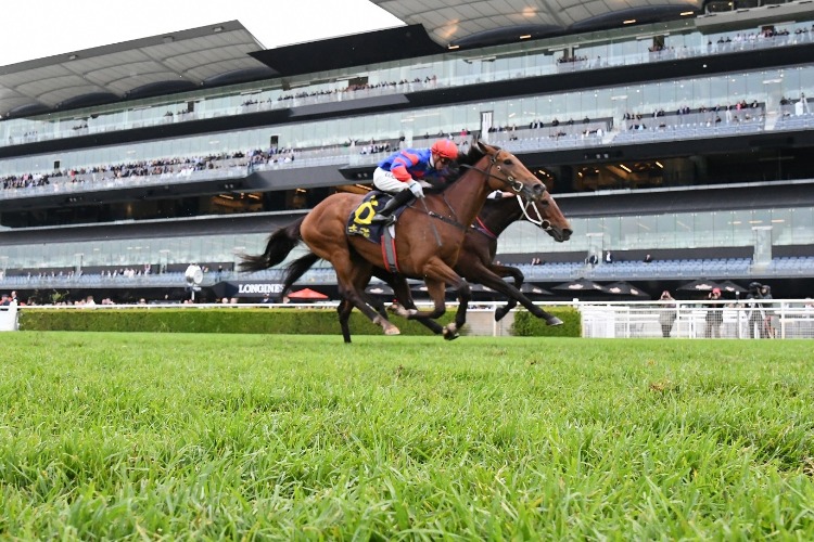 PLOT TWIST winning the Stayer's Cup PLOT TWIST winning the Stayer's Cup
