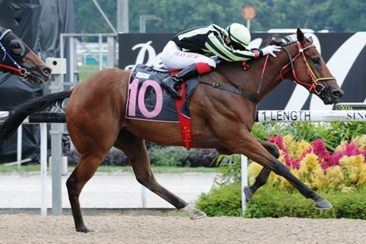 Preferred winning the KIWI KARMA 2015 STAKES CLASS 4 PREMIER