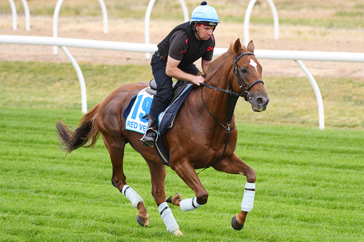 RED VERDON gallops during a trackwork session at Werribee in Melbourne, Australia.