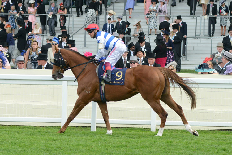 Redkirk Warrior pre-race warming up for the Diamond Jubilee Stakes (Group 1) (British Champions Series)