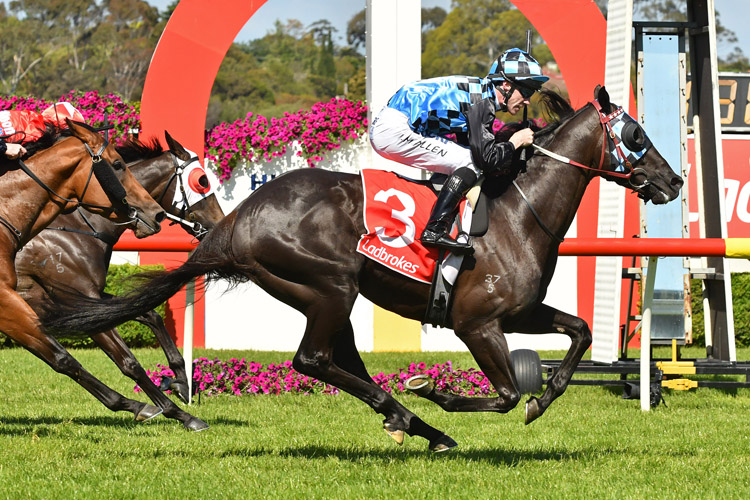 Ringerdingding winning the Sandown Guineas