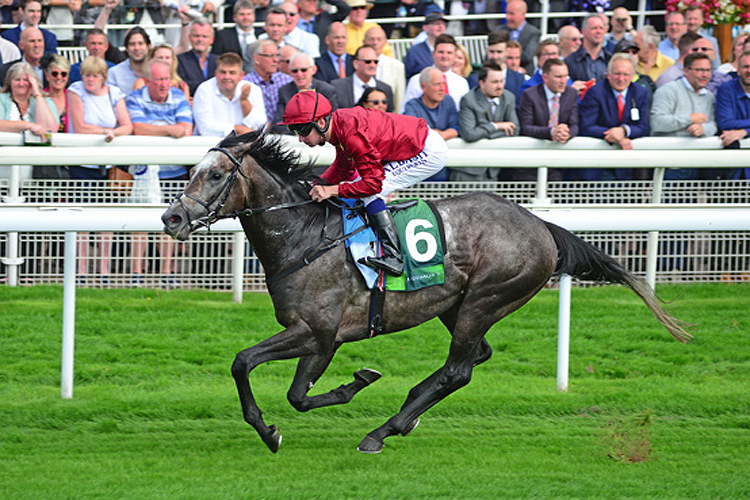 Roaring Lion will stand at Cambridge Stud this coming breeding season for a fee of $35,000+gst.<br />